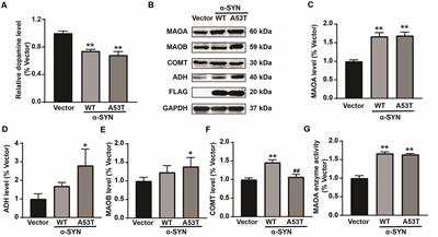α-Synuclein Up-regulates Monoamine Oxidase A Expression and Activity via Trans-Acting Transcription Factor 1